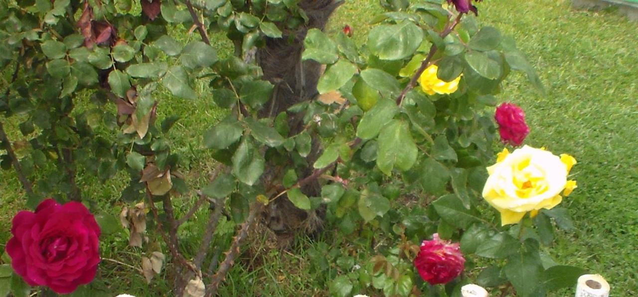 Hotel Temali 2 Velipojë Dış mekan fotoğraf